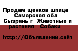 Продам щенков шпица - Самарская обл., Сызрань г. Животные и растения » Собаки   